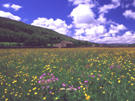 Click here to see Swaledale flower meadow Postcard in more detail